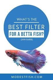 6 Best Filters For Your Betta Fish Reviewed 2020 Betta Fish Betta Betta Fish Tank