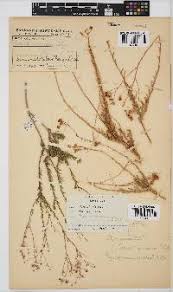 Image result for Philyrophyllum schinzii