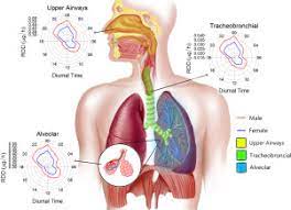 Mohd khairul nizam abd razak khalim. Airborne Particles In The City Center Of Kuala Lumpur Origin Potential Driving Factors And Deposition Flux In Human Respiratory Airways Science Of The Total Environment X Mol