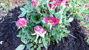 When indoors, you won't have to worry as much about pests but black spot (a type of fungal disease) can occur. I Just Planted My New Rosier Miniature Rose Bush Miniature Rose Rose Bush Flowers Perennials