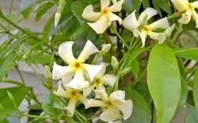 Bouturage Du Jasmin Etoile Dans L Eau Et Autres Techniques De Multiplication En 2020 Comment Faire Une Bouture Jasmin Etoile Boutures