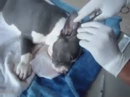 Pitbull Kulak Kesimi Izlesene Com