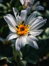 Image result for Hibiscus tridactylites