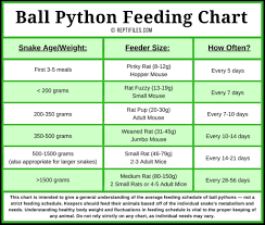 20 Comprehensive Feeder Mice Size Chart