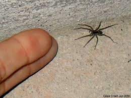É comum em todo o brasil e seu veneno não é considerado muito perigoso para o. Insetologia Identificacao De Insetos Aranha Lobo
