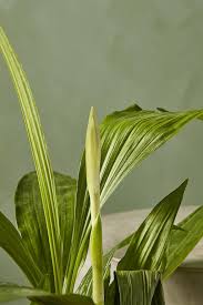 Image result for Phaius