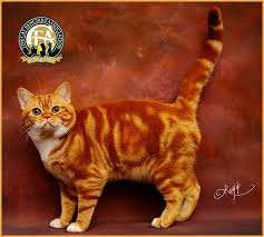 High quality american shorthair gifts and merchandise. American Shorthair Orange Cat Breeds Pets Lovers