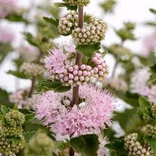Image result for Caryopteris odorata