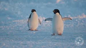 Your heater in the cleaner is either plugged or has quit working, make sure you are getting a good ground for the cleaner. Pittwater Online News