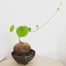 Image result for Stephania cyanantha