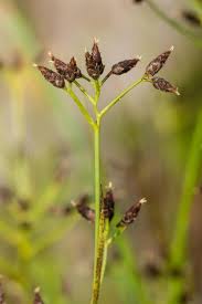 Image result for Rhynchospora eximia