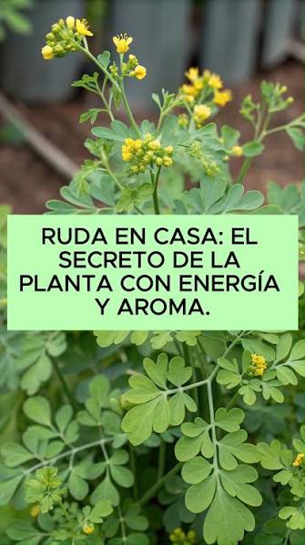 Ruda en Casa: El Secreto de la Planta con Energía y Aroma., ¡Hola, amantes  de las hierbas y el misticismo! , La ruda no solo es conocida por sus  supuestas propiedades energéticas, sino que es una ...