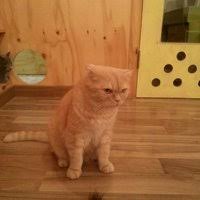 ruyada kahverengi yavru kedi gormek ne anlama gelir neye isarettir ruya tabirleri