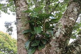 Image result for Ficus lutea
