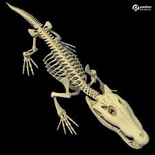 Crocodile Skeleton Animals Skeletons Animal Skeletons Animal Bones Human Skeleton Anatomy