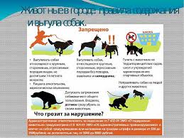 vygul sobak na pridomovoj territorii zakon v redakcii 2021 goda