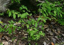 Image result for Psilotrichum