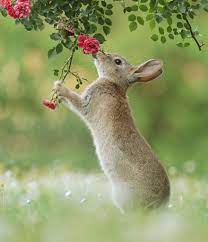 Award Winning Photographer S Work Shows What Happens In Nature When The Animals Are Alone And At Peace 30 New Pics In 2021 Animals Animals Beautiful Cute Animals