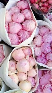 These intersectional peony flowers for sale are especially suited to landscape design since they stand up well to all sorts of weather without the need for for nearly any type, species or color of peony flowers, fina gardens offers all at affordable prices. Pin On Wholesale Flowers
