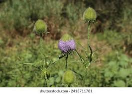 Image result for Dipsacaceae