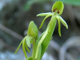 Image result for Habenaria chirensis