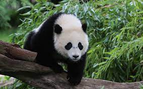 download wallpapers panda 4k forest wildlife bear big panda china besthqwallpapers com riesenpanda grosser panda wilde tiere