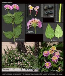 Image result for Lantana camara