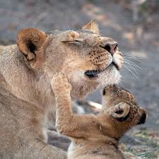 It is 45 feet tall and 50 feet long. Playful Lion Cub Is Mother S Pride And Joy As They Lovingly Cuddle Mirror Online