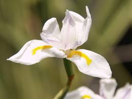Image result for Dietes flavida