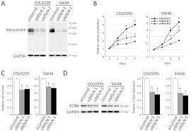 mesothelioma is a rare and deadly form of cancer infecting the lining of the lungs, heart, and chest cavity. Diffuse Mesothelin Expression Leads To Worse Prognosis Through Enhanced Cellular Proliferation In Colorectal Cancer