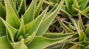 Remedii naturiste pentru diverse afectiuni. Aloe Vera Conoce Sus Beneficios Para Combatir La Gastritis Gastrolab