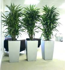 Best Low Light Office Plants Saksi Bitki Cicek