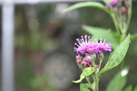 Image result for Vernonia fastigiata