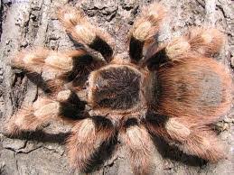 Nhandu coloratovillosus (lat.) is a species of tarantula spiders from the genus nhandu. Nhandu Coloratovillosus Home Facebook
