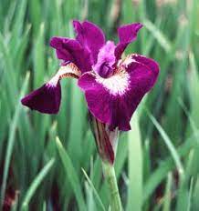 Iris Siberica Sultan S Ruby Iris Flowers Pretty Flowers Iris