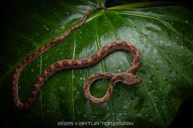 Image result for Coelorachis lepidura