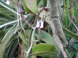 Image result for Ceropegia mirabilis