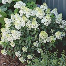 Bobo Hydrangea Shrubs Hydrangea Landscaping Bobo Hydrangea Sloped Garden