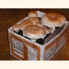 A mushroom kit can help you grow your favorite varieties at home. Organic Portabella Mushroom Kit A Complete Easy To Grow At Home Kit Fun Easy By Mushroom Adventures Ship Daily By Fedex