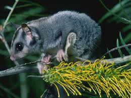 Species Profile Environment Land And Water Queensland Government