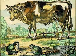 La morale de l'histoire 7. Lettres Co La Fontaine Fables La Grenouille Qui Veut Se Faire Aussi Grosse Que Le Boeuf Commentaire
