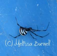 Black And White Striped Spider Texas Spider Repellent Natural Black Widow Spray Diy Spider Control Spiders Repellent Natural Spider Repellant Spider Control