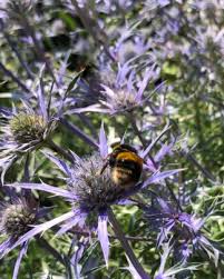 Image result for Clematis recta atropurpurea