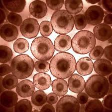 What are all the animal cells? Pics For Real Human Skin Cell Microscopic Cells Things Under A Microscope Animal Cell