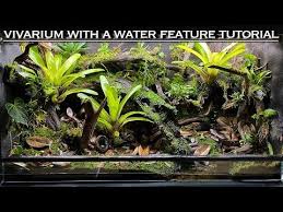 Epic Vivarium With A Water Feature Bioactive Tutorial Youtube Vivarium Water Features Bioactive Vivarium