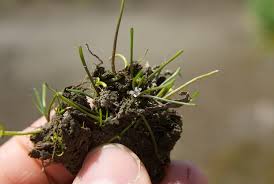 Image result for Limosella maior