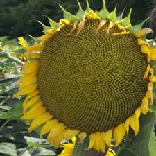 Pastikan untuk memeriksa tinggi maksimal bunga matahari, karena ada varietas kerdil yang kurang dari 30 cm, bahkan bunga matahari raksasa, yaitu 4,5 m atau lebih. Biji Benih Sunflower Giant Bunga Matahari Besar Shopee Indonesia