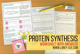 A t g g g g a g a t t c a t g a translation protein (amino acid sequence): Protein Synthesis Worksheet With Answer Key Laney Lee