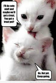 Cute Cat Quotes Quotesgram Cute Animal Quotes Cute Cat Quotes Cute Baby Animals