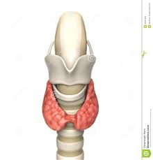 Image result for free pic of thyroid gland